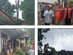 Satpol PP Kecamatan Cigombong Sigap Tangani Pohon Tumbang, Rumah Warga Rusak